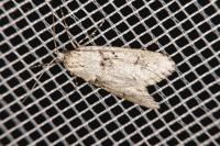 Diurnea fagella