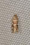 Epinotia tedella