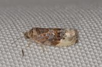 Hedya nubiferana