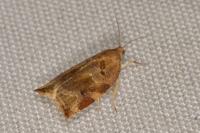 Archips xylosteana