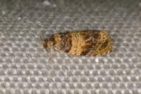 Celypha aurofasciana