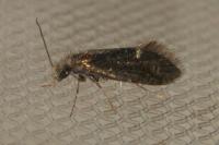 Dyseriocrania subpurpurella