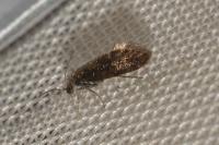 Dyseriocrania subpurpurella