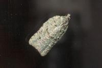 Acleris literana