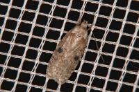 Agonopterix propinquella