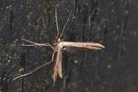 Emmelina monodactyla