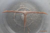 Emmelina monodactyla