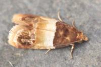 Epinotia festivana
