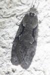 Semioscopis steinkellneriana