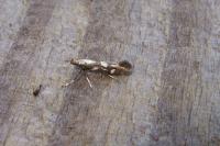 Calybites phasianipennella