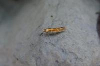 Argyresthia goedartella