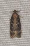 Gelechia sororculella