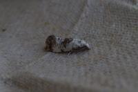 Neocochylis hybridella