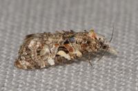 Phtheochroa rugosana