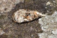 Phtheochroa rugosana