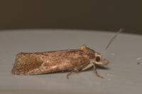 Phtheochroa inopiana