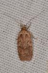 Agonopterix