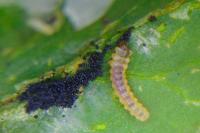 Phyllonorycter leucographella