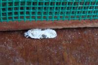 Agonopterix alstroemeriana