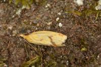 Agapeta hamana