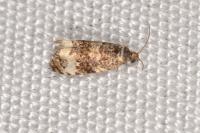 Endothenia gr. gentianaeana
