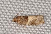 Gypsonoma aceriana