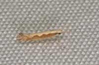 Plutella xylostella