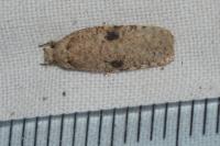 Agonopterix propinquella