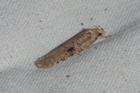 Agonopterix propinquella