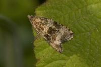 Celypha lacunana
