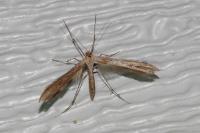 Emmelina monodactyla
