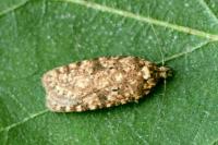 Agonopterix ferocella