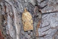 Acleris