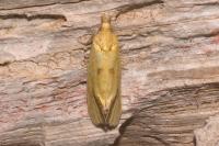 Agapeta hamana