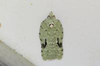 Acleris literana