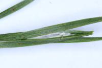 Ocnerostoma friesei