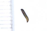 Ocnerostoma friesei
