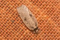 Agonopterix