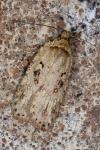 Agonopterix ocellana