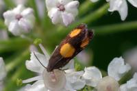 Pammene aurana
