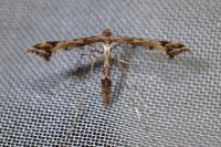 Amblyptilia acanthadactyla