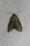 Semioscopis steinkellneriana