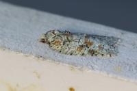 Acleris literana