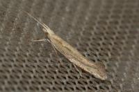 Plutella xylostella