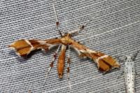 Cnaemidophorus rhododactylus