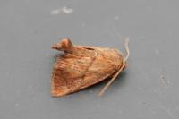 Apoda limacodes