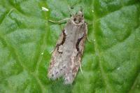 Semioscopis steinkellneriana