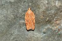 Acleris