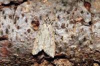 Diurnea fagella
