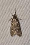 Diurnea fagella